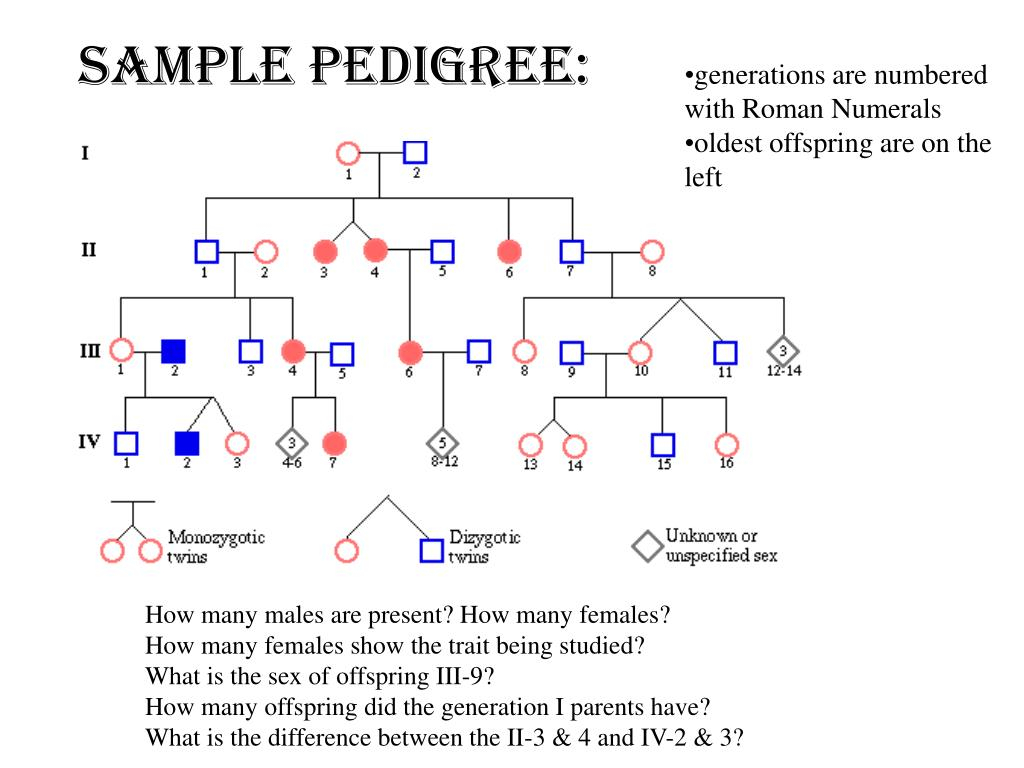 PPT Pedigree Analysis PowerPoint Presentation Free Download ID 2271913